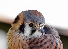 American Kestrel (Captive)