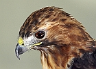 Red-tailed Hawk (Captive)