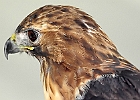 Red-tailed Hawk (Captive)