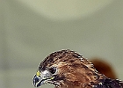 Red-tailed Hawk (Captive)