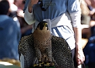Paregrine Falcon (Captive)