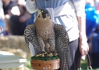 Paregrine Falcon (Captive)