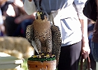 Paregrine Falcon (Captive)