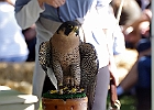 Paregrine Falcon (Captive)