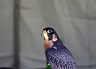 Paregrine Falcon (Captive)