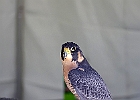 Paregrine Falcon (Captive)
