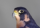 Paregrine Falcon (Captive)