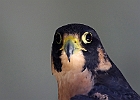 Paregrine Falcon (Captive)