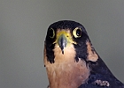 Paregrine Falcon (Captive)