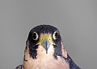 Paregrine Falcon (Captive)