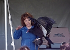Turkey Vulture (Captive)