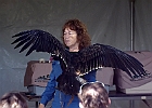 Turkey Vulture (Captive)