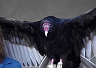 Turkey Vulture (Captive)