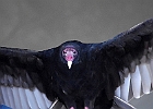 Turkey Vulture (Captive)