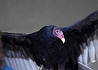 Turkey Vulture (Captive)