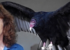 Turkey Vulture (Captive)