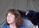 Turkey Vulture (Captive)