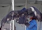Turkey Vulture (Captive)