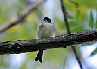 Eastern Phoebe (Juvenile)
