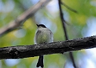 Eastern Phoebe (Juvenile)