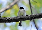Eastern Phoebe (Juvenile)