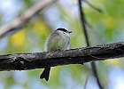 Eastern Phoebe (Juvenile)