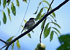 Eastern Phoebe (Juvenile)