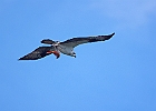 Osprey