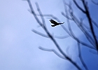 Red-tailed Hawk