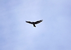 Red-tailed Hawk