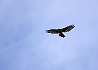 Red-tailed Hawk