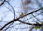 Pine Warbler