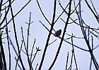 Black-Capped Chickadee