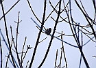 Black-Capped Chickadee