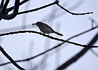 Blue-headed Vireo