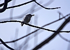 Blue-headed Vireo
