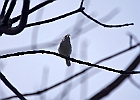 Blue-headed Vireo