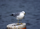 Ring-billed Gull