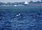 Mute Swan