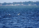 Mute Swan