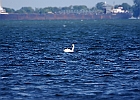 Mute Swan