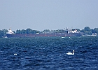 Mute Swan