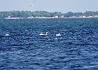 Mute Swan