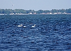 Mute Swan