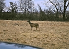 White Tailed Deer