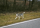 This is the dog that Alerted the heard