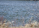 Common Goldeneye