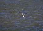 Ring-billed Gull