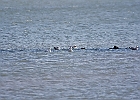 Ring-billed Gull