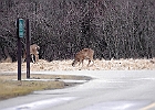 Rick Swartzentrover  White Tailed Deer